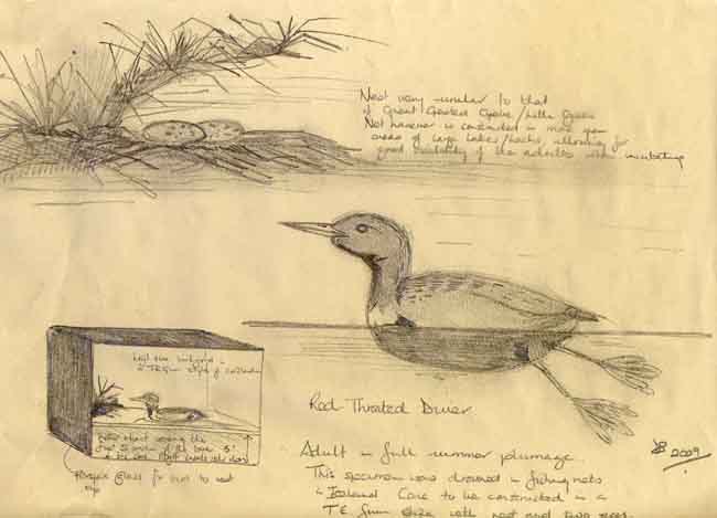 650x469 Bird Sketches - Victorian Bird Drawings