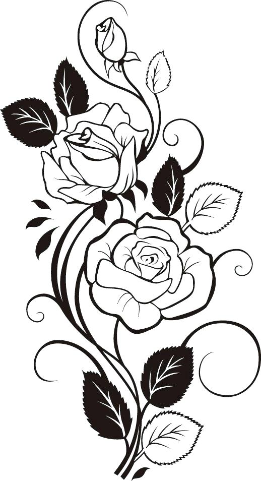 518x954 Collection Of Rose Vine Drawing Designs Download Them And Try - Vine Drawing Designs