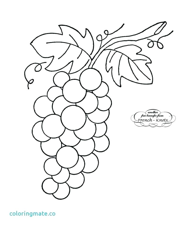 800x961 Line Art Coloring Pages Grape Vine Grapes - Vine Line Drawing