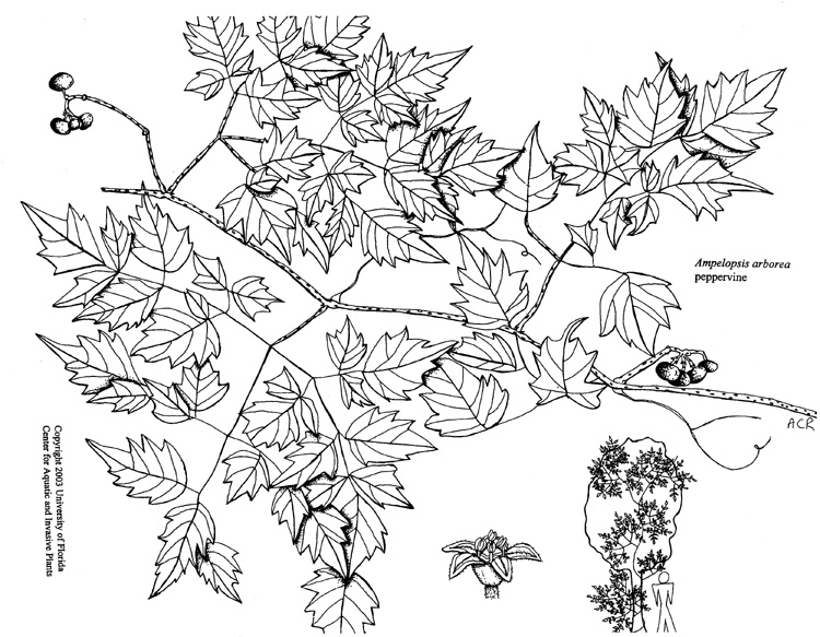 750x583 Plant Line Drawings Ufifas Center For Aquatic And Invasive Plants - Vine Line Drawing