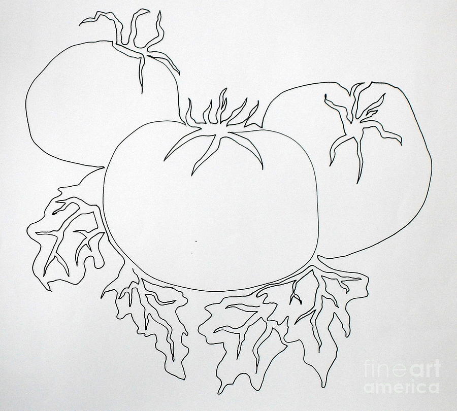 900x810 Tomatoes On A Vine In One Line Painting - Vine Line Drawing