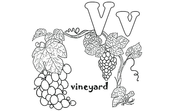 720x460 Vine Coloring Pages Honey Suckle And Branches Line Drawing - Vine Line Drawing