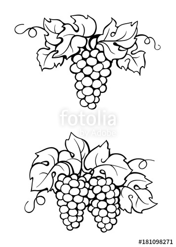 356x500 Drawing Vine Stock Photo And Royalty Free Images - Vine Line Drawing