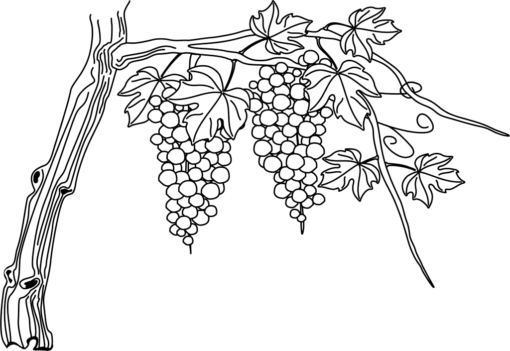 1024x705 Drawing Of A Grape Vine - Vine Line Drawing
