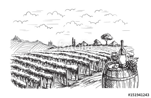 500x326 rows of vineyard grape plants in graphic style, hand drawn vector - Vineyard Drawing