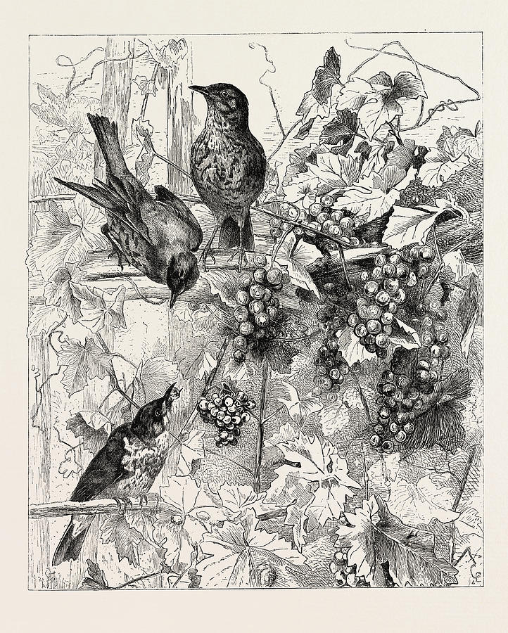 722x900 Thrushes In The Vineyard, Fashion Drawing - Vineyard Drawing