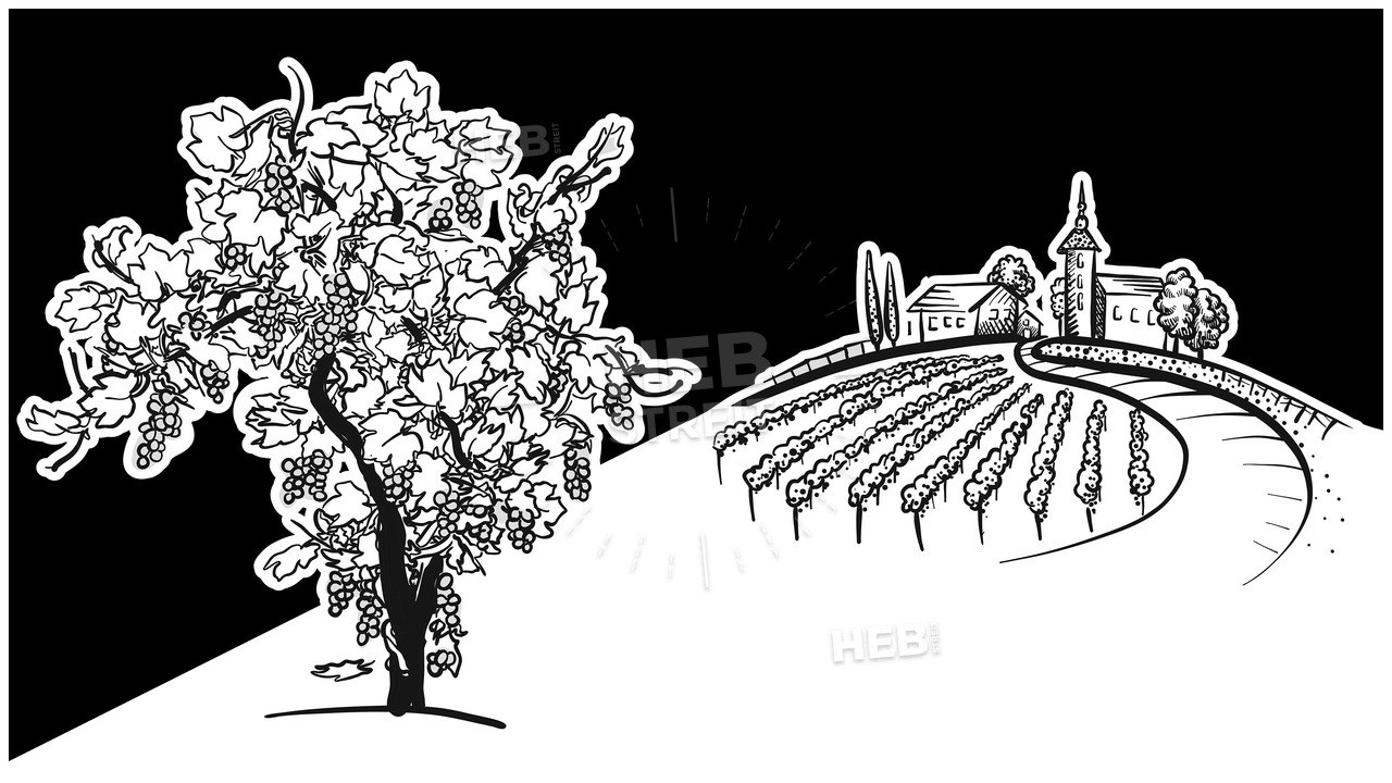 1280x720 vine tree and vineyard drawing hebstreits sketches - Vineyard Drawing