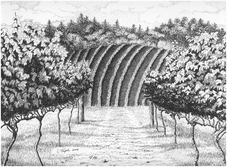 900x663 Vineyard Drawing - Vineyard Drawing