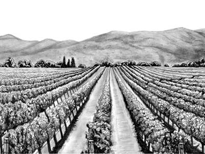 400x300 Vineyard - Vineyard Drawing