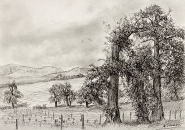 375x263 Vineyard Of Young Petit Verdot Drawing - Vineyard Drawing