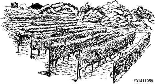 500x273 Vineyard Hand Drawing - Vineyard Drawing