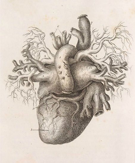 454x550 antique anatomical heart posters - Vintage Anatomical Heart Drawing