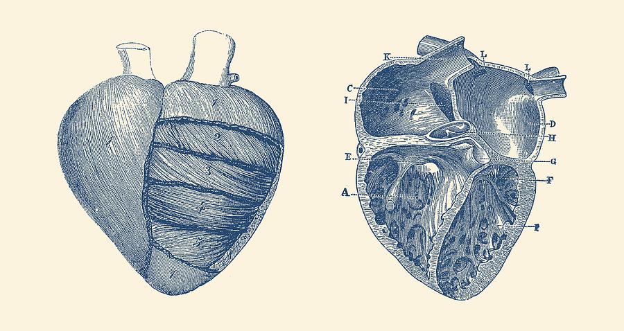 900x478 Dual View Heart Diagram - Vintage Anatomical Heart Drawing