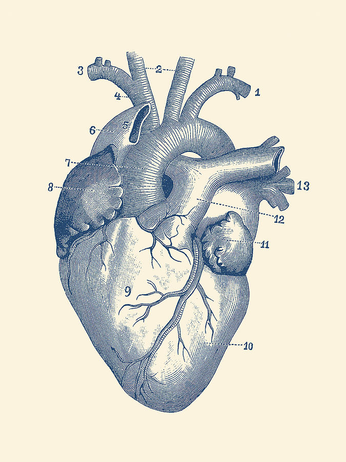 675x900 Human Heart Diagram - Vintage Anatomical Heart Drawing