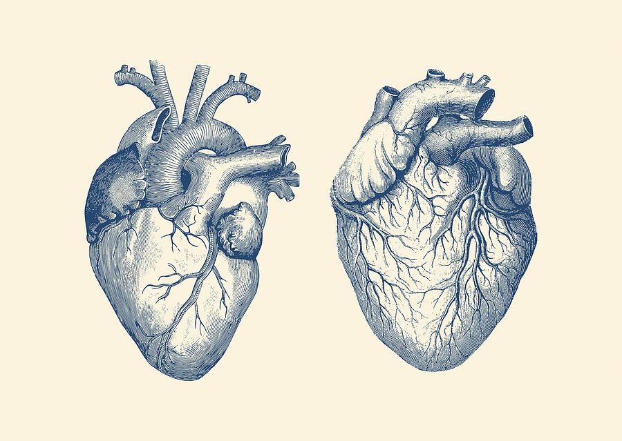 900x639 Simple Human Heart - Vintage Anatomical Heart Drawing
