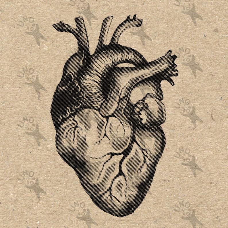 794x794 vintage anatomical heart clip art design transfer digital etsy - Vintage Anatomical Heart Drawing
