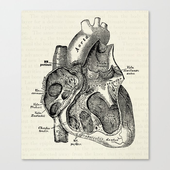 700x700 Vintage Anatomy Heart Medical Illustration Canvas Print - Vintage Anatomical Heart Drawing