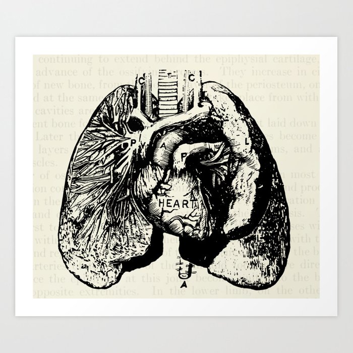 700x700 Vintage Anatomy Illustration Of The Heart And Lungs Art Print - Vintage Anatomical Heart Drawing