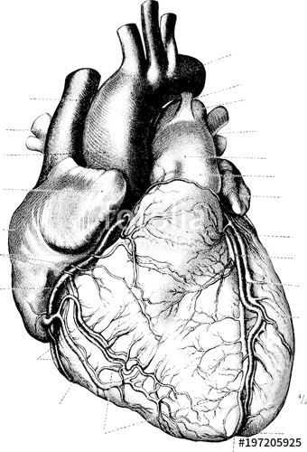 340x500 Vintage Heart Vector Illustration From Anatomischer Atlas - Vintage Anatomical Heart Drawing