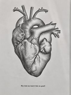 236x314 vintage anatomical heart drawing - Vintage Anatomical Heart Drawing