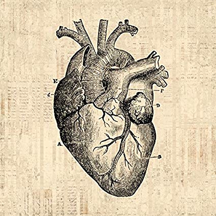 425x425 Heart Diagram Art Antique Wall Art Medical Anatomy - Vintage Anatomical Heart Drawing