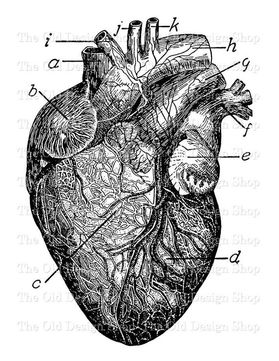 570x738 anatomical heart clip art vintage medical illustration digital etsy - Vintage Anatomical Heart Drawing