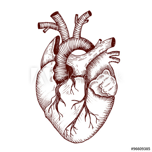 500x500 anatomical heart - Vintage Anatomical Heart Drawing