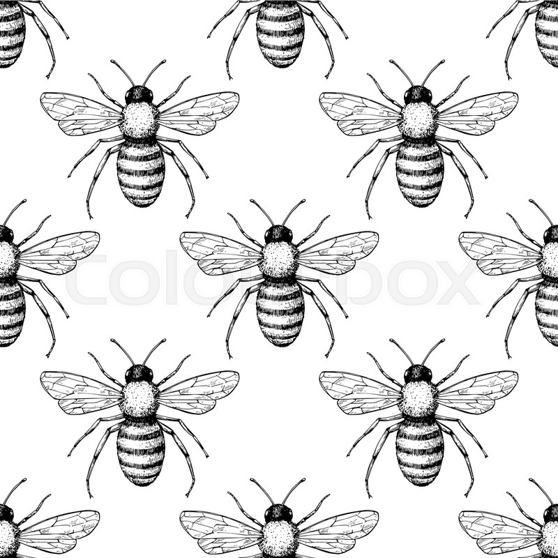800x800 Bee Vector Seamless Pattern Hand Stock Vector Colourbox - Vintage Bee Drawing