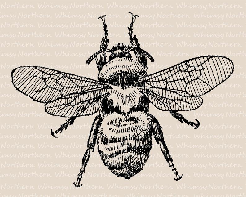 794x635 bumblebee clip art vintage bee illustration antique bee etsy - Vintage Bee Drawing