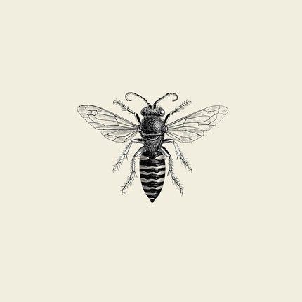 430x430 follow me vintage bee and google skin art bee - Vintage Bee Drawing