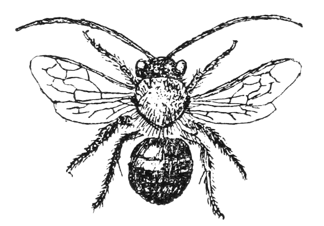 653x456 Free Vintage Bee Clip Art - Vintage Bee Drawing