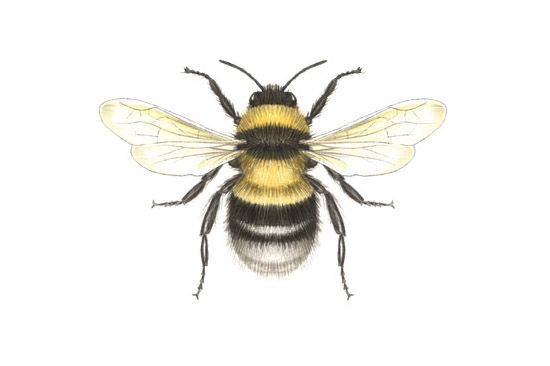 550x366 huge collection of 'bees drawing' download more than images - Vintage Bee Drawing