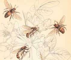 236x198 best vintage bee illustrations images bees, bee tattoo, bee - Vintage Bee Drawing