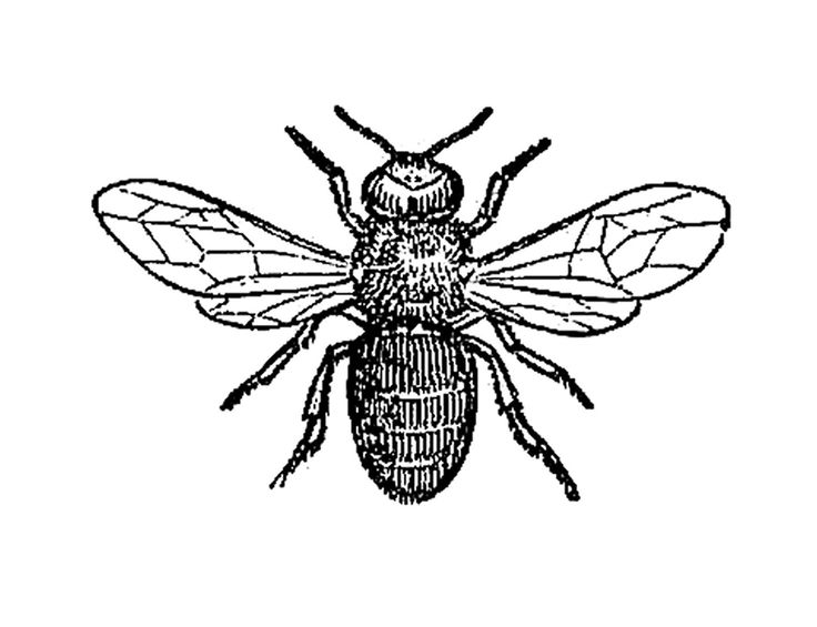 736x565 Office Clipart Man Bee Black White Collection - Vintage Bee Drawing