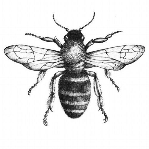 Vintage Bee Drawing at PaintingValley.com | Explore collection of ...