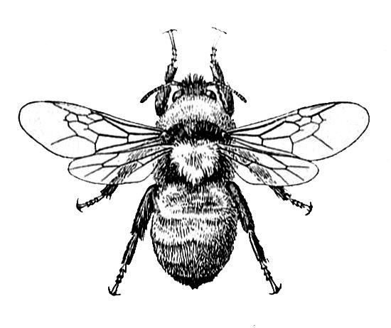 550x462 crafts bee images, bee, bee tattoo - Vintage Bee Drawing