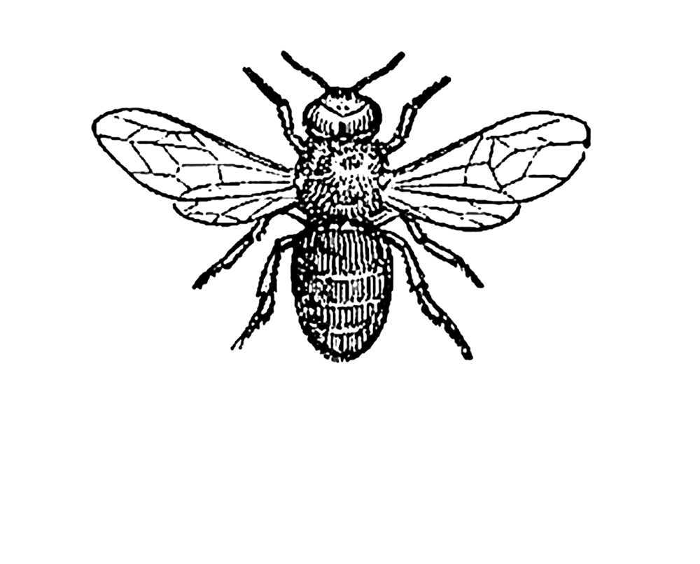 1000x806 Vintage Bee - Vintage Bee Drawing