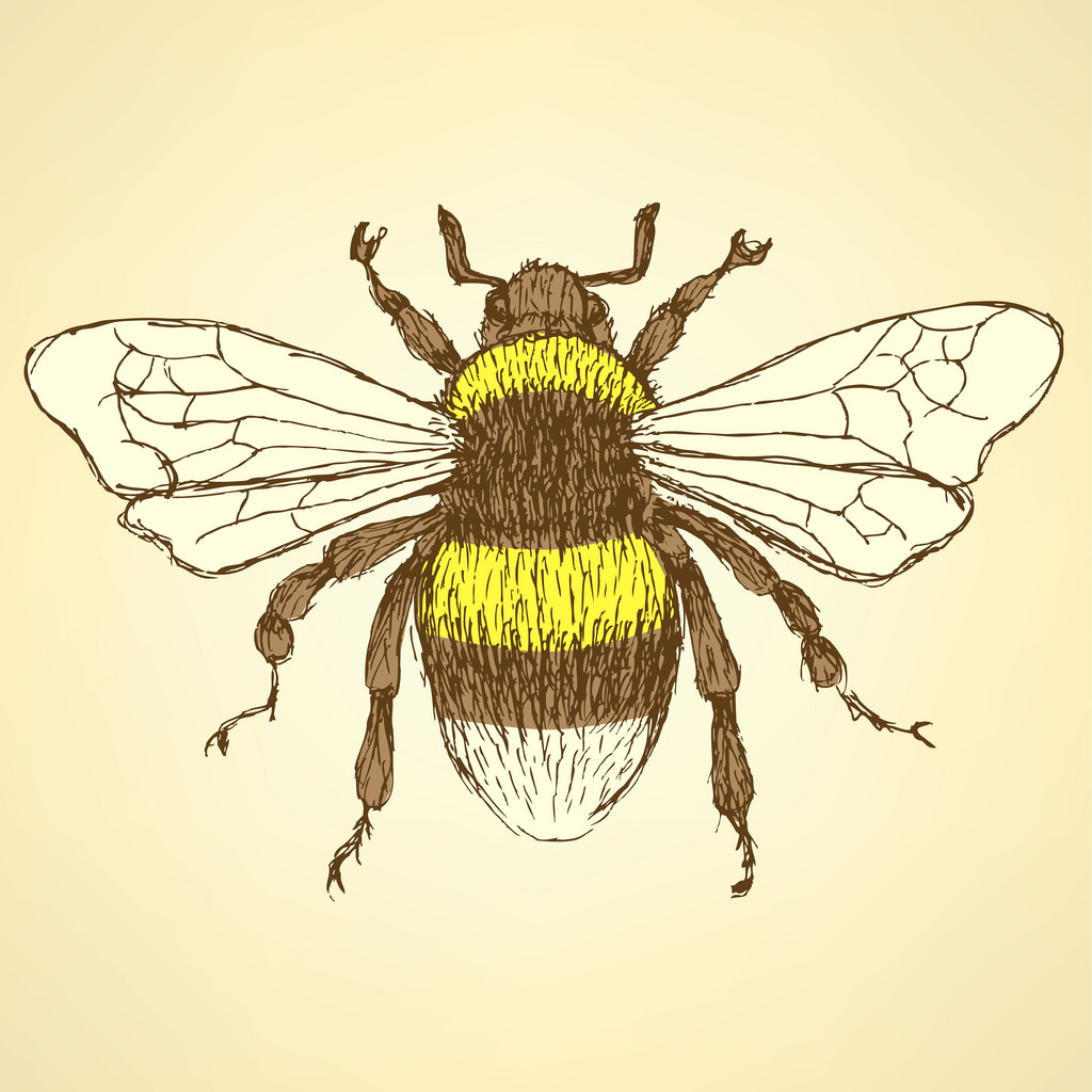 1024x1024 Vintage Bee Drawing - Vintage Bee Drawing