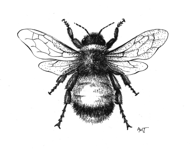 780x603 Vintage Drawing Honey Bee For Free Download - Vintage Bee Drawing