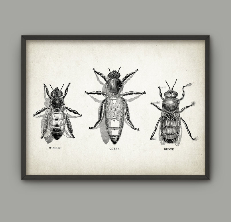 807x775 vintage bee print queen bee worker bee drone bee honey etsy - Vintage Bee Drawing