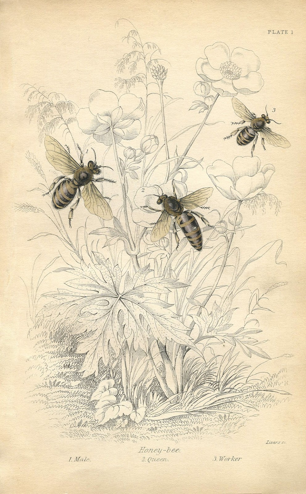 992x1600 Vintage Printable - Vintage Bee Drawing
