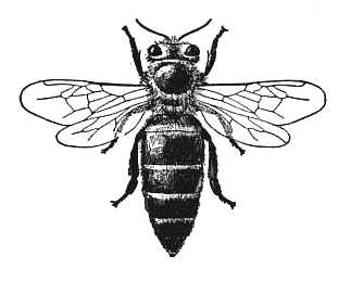 323x259 Vintage Queen Bee Drawing - Vintage Bee Drawing