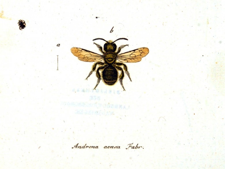 780x588 animal insect, ladybugs, bees, etc vintage printable - Vintage Bee Drawing