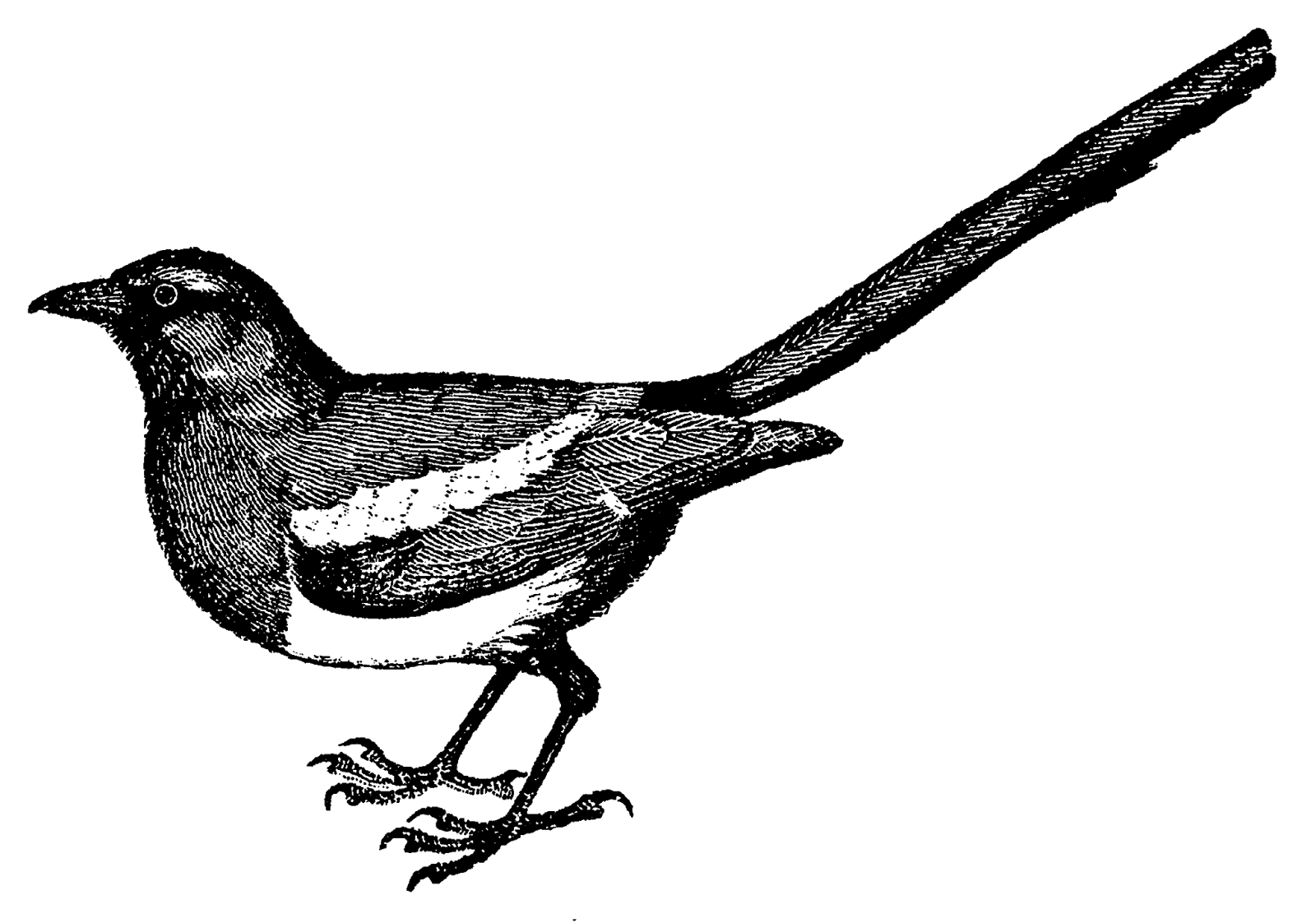 1600x1122 digital stamp design free bird magpie image transfer illustration - Vintage Bird Drawing