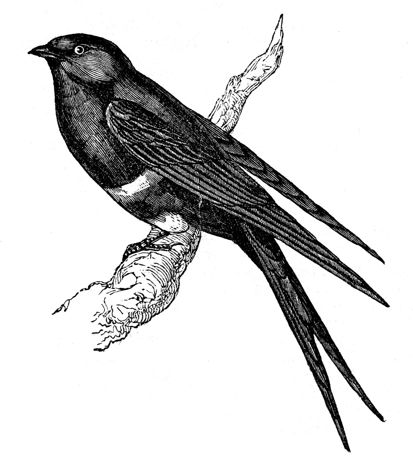 1332x1500 Vintage Bird Graphics - Vintage Bird Drawing