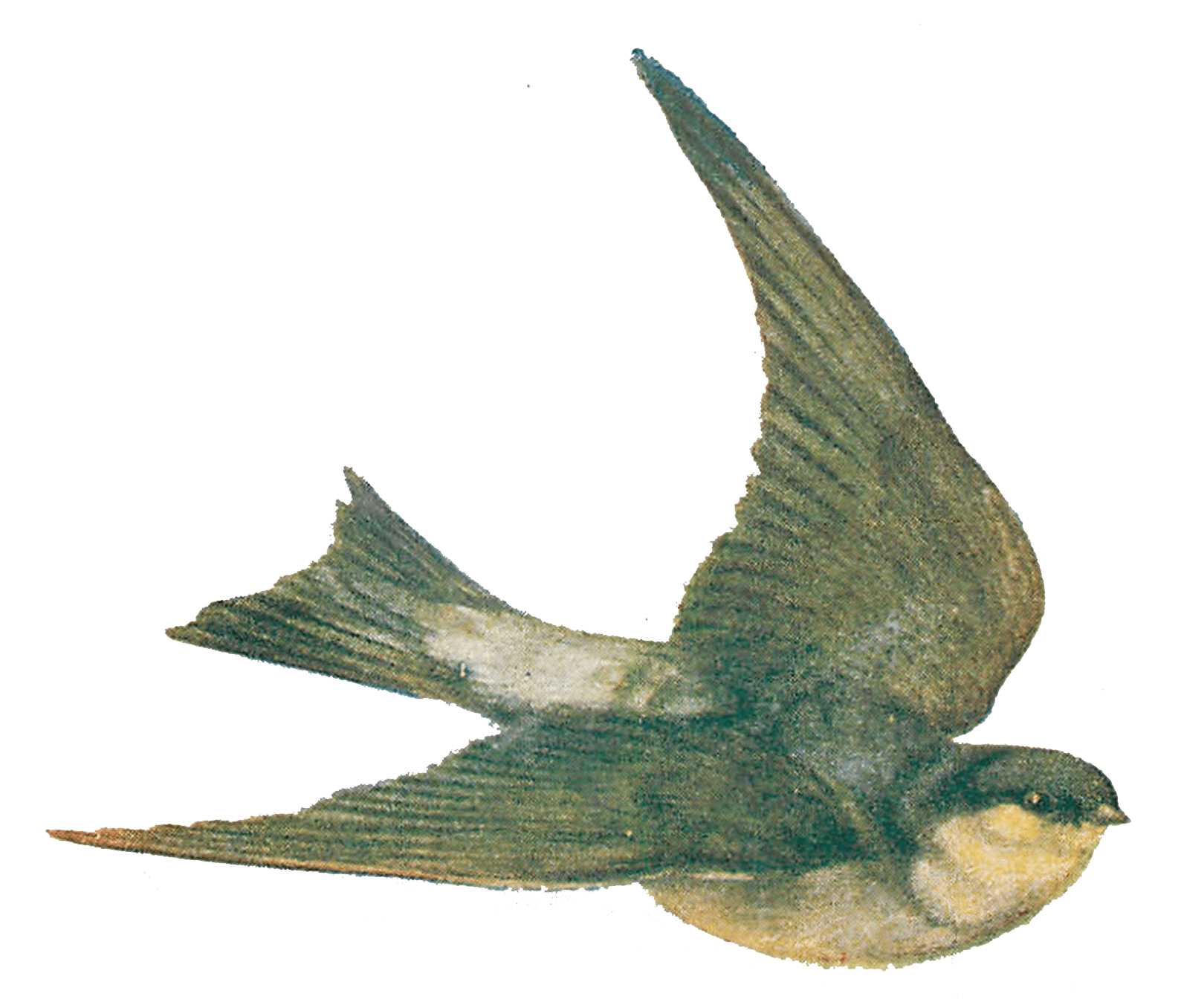 1589x1356 Vintage Bird Illustration Transparent Png - Vintage Bird Drawing