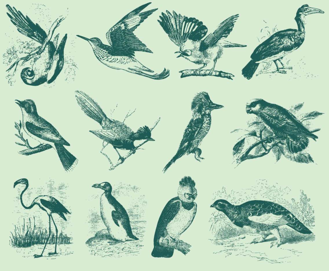 1136x936 Vintage Bird Illustrations Vector Art Graphics - Vintage Bird Drawing