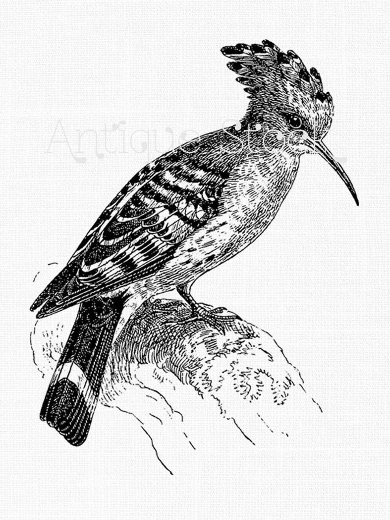 794x1059 Vintage Bird Image Hoopoe Line Art Drawing Digital Etsy - Vintage Bird Drawing