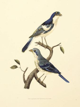 338x450 Vintage Bird Pair I Art Print - Vintage Bird Drawing