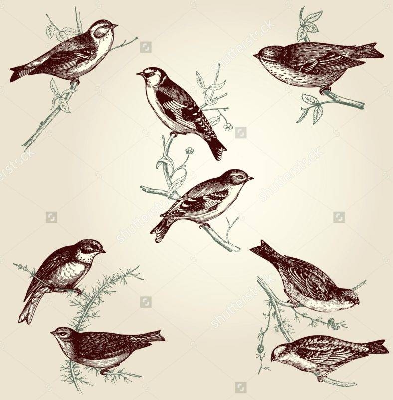 788x802 Vintage Bird Illustration Designs Free Premium Templates - Vintage Bird Drawing